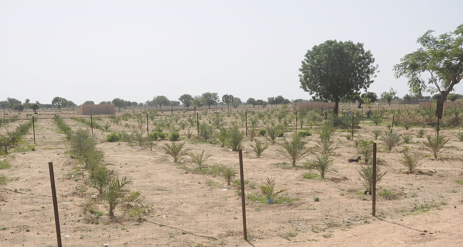 Atta'awun Dates Farm